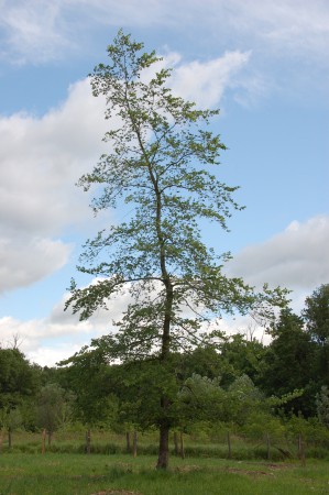 Ponechaný výstavek