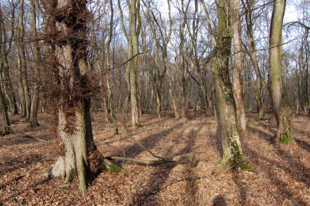 Stávající způsob hospodaření formou vysokého lesa.